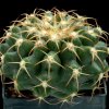 Discocactus_raphirizus